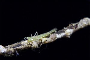 Odonata, might be flying around next summer.. by Sven Tramaux 